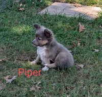 Piper ACA, a male Chihuahua for sale in Lebanon, PA – Photo 3 of 4