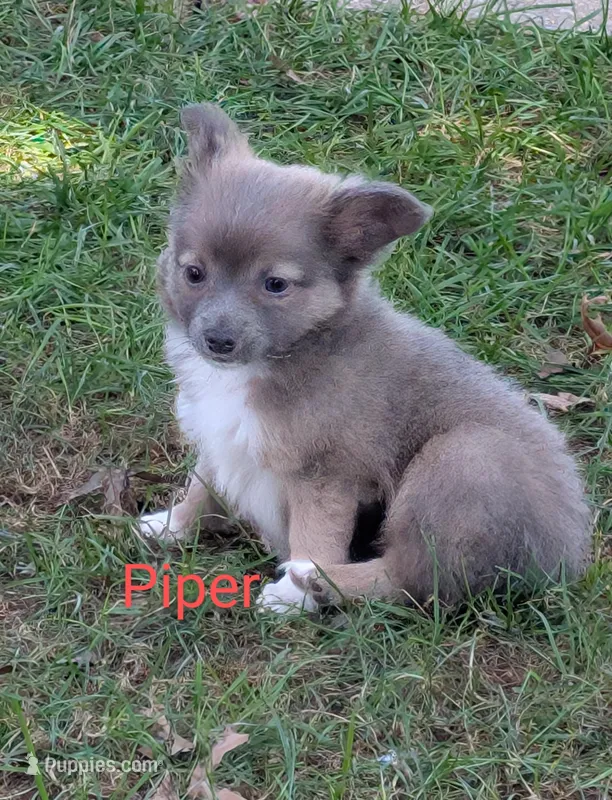 Piper ACA, a male Chihuahua for sale in Lebanon, PA – Photo 1 of 4