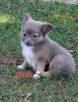 Piper ACA, a male Chihuahua for sale in Lebanon, PA – Photo 1 of 4