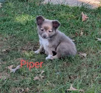 Piper ACA, a male Chihuahua for sale in Lebanon, PA – Photo 4 of 4
