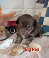 Big Red ACA, a male Chihuahua for sale in Lebanon, PA – 2 of 5