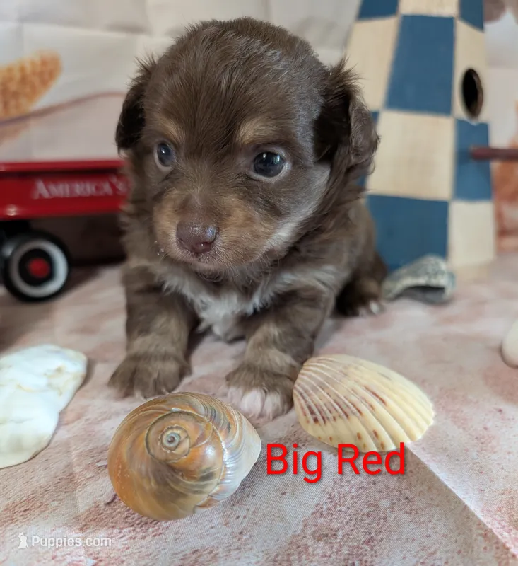 Big Red ACA – Chihuahua puppy for sale in Lebanon, PA