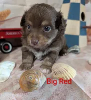 Big Red ACA, a male Chihuahua for sale in Lebanon, PA – 1 of 5