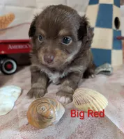 Big Red ACA, a male Chihuahua for sale in Lebanon, PA – 5 of 5