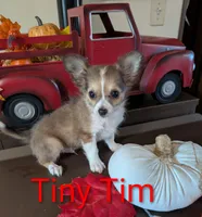 Tiny Tim, a male Chihuahua for sale in Lebanon, PA – Photo 2 of 6