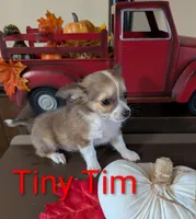 Tiny Tim, a male Chihuahua for sale in Lebanon, PA – Photo 6 of 6