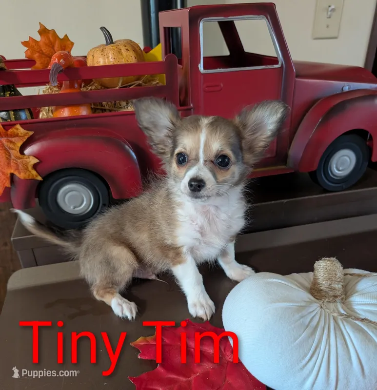 Tiny Tim, a male Chihuahua for sale in Lebanon, PA – Photo 1 of 6