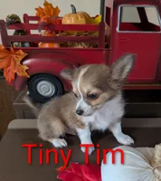 Tiny Tim, a male Chihuahua for sale in Lebanon, PA – Photo 3 of 6