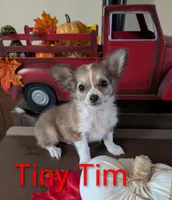 Tiny Tim, a male Chihuahua for sale in Lebanon, PA – Photo 4 of 6