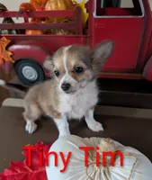 Tiny Tim, a male Chihuahua for sale in Lebanon, PA – Photo 5 of 6