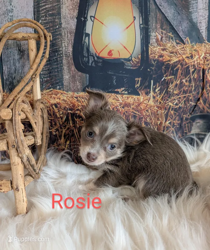 Rosie, a female Chihuahua for sale in Lebanon, PA – Photo 1 of 6