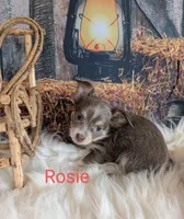 Rosie, a female Chihuahua for sale in Lebanon, PA – Photo 1 of 6