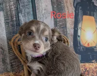 Rosie, a female Chihuahua for sale in Lebanon, PA – Photo 5 of 6