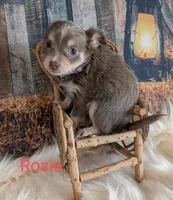 Rosie, a female Chihuahua for sale in Lebanon, PA – Photo 4 of 6