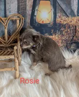 Rosie, a female Chihuahua for sale in Lebanon, PA – Photo 3 of 6