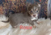 Rosie, a female Chihuahua for sale in Lebanon, PA – Photo 6 of 6