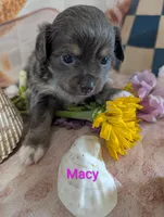 Macy ACA, a female Chihuahua for sale in Lebanon, PA – 5 of 5