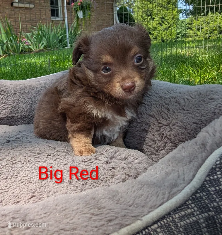 Big Red ACA – Chihuahua puppy for sale in Lebanon, PA