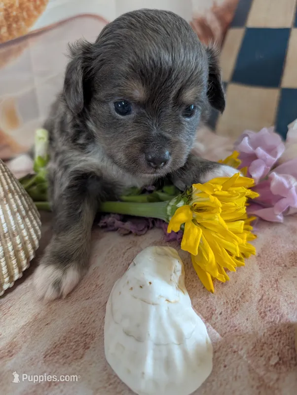 Macy ACA – Chihuahua puppy for sale in Lebanon, PA
