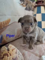 Piper ACA, a male Chihuahua for sale in Lebanon, PA – 2 of 5