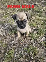 Retro Pugs, a male Pug for sale in Topeka, KS – Photo 2 of 2