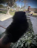 Pixie, a female Pomeranian for sale in Hesperia, CA – Photo 4 of 9