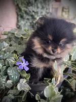 Pixie, a female Pomeranian for sale in Hesperia, CA – Photo 8 of 9