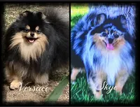 Pixie, a female Pomeranian for sale in Hesperia, CA – Photo 9 of 9
