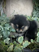 Pixie, a female Pomeranian for sale in Hesperia, CA – Photo 7 of 9