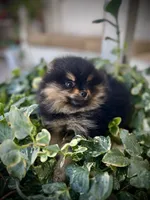 Pixie, a female Pomeranian for sale in Hesperia, CA – Photo 6 of 9