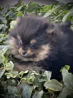 Pixie, a female Pomeranian for sale in Hesperia, CA – Photo 5 of 9
