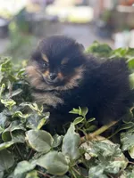 Pixie, a female Pomeranian for sale in Hesperia, CA – Photo 2 of 9