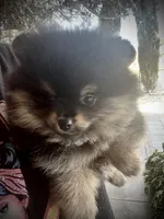 Pixie, a female Pomeranian for sale in Hesperia, CA – Photo 3 of 9