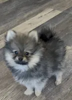 Mimi, a female Pomeranian for sale in Hesperia, CA – 3 of 6