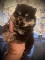 Mili, a female Pomeranian for sale in Hesperia, CA – 5 of 5