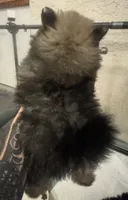 Mimi, a female Pomeranian for sale in Hesperia, CA – 4 of 6