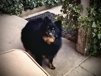 Tiffany/Hero, a female Pomeranian for sale in Hesperia, CA – 2 of 6