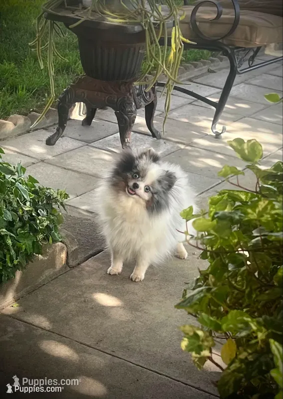 Darla  – Pomeranian puppy for sale in Hesperia, CA