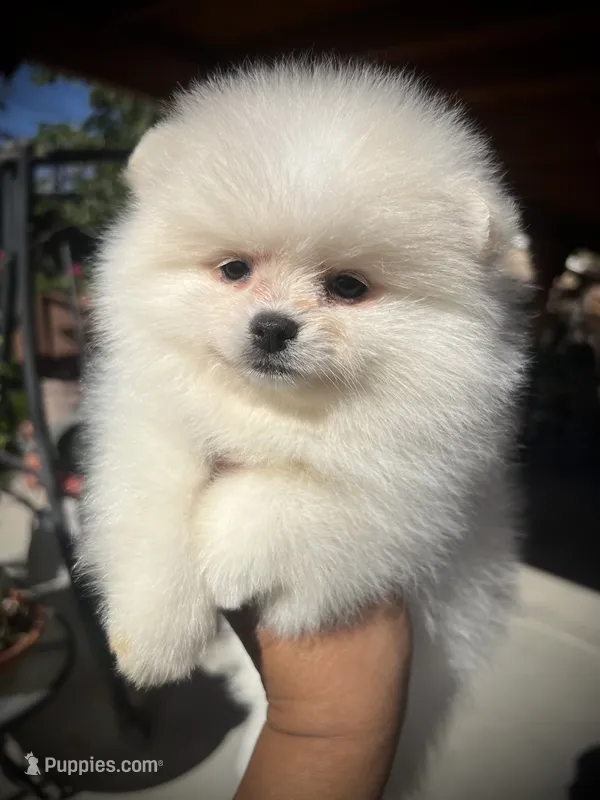 Uno – Pomeranian puppy for sale in Hesperia, CA