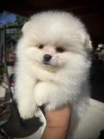 Uno, a male Pomeranian for sale in Hesperia, CA – 1 of 8