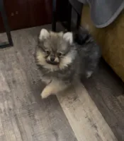 Mimi, a female Pomeranian for sale in Hesperia, CA – 1 of 6
