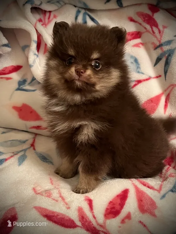 Sophie pup1 – Pomeranian puppy for sale in Hesperia, CA