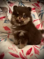 Sophie pup1, a male Pomeranian for sale in Hesperia, CA – 1 of 3