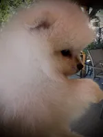 Uno, a male Pomeranian for sale in Hesperia, CA – 3 of 8