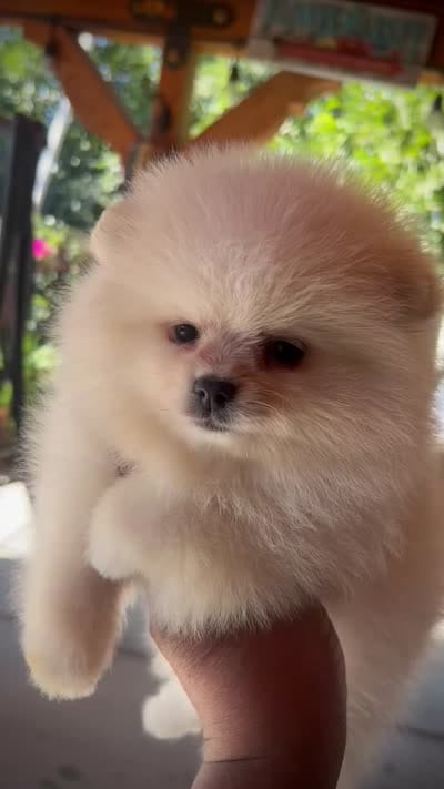 Uno, a male Pomeranian for sale in Hesperia, CA – 8 of 8