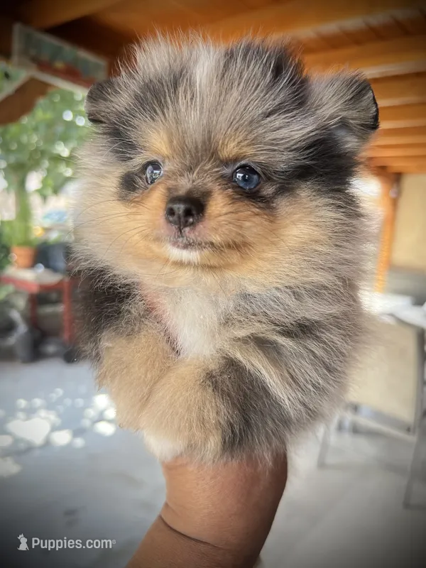 Stella – Pomeranian puppy for sale in Hesperia, CA