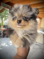 Stella, a female Pomeranian for sale in Hesperia, CA – 1 of 5