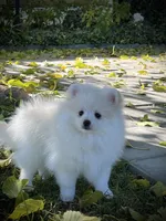 Fiona, a female Pomeranian for sale in Hesperia, CA – Photo 5 of 9