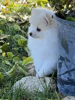 Fiona, a female Pomeranian for sale in Hesperia, CA – Photo 7 of 9
