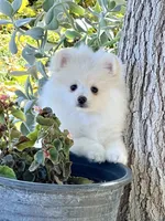Fiona, a female Pomeranian for sale in Hesperia, CA – Photo 1 of 9